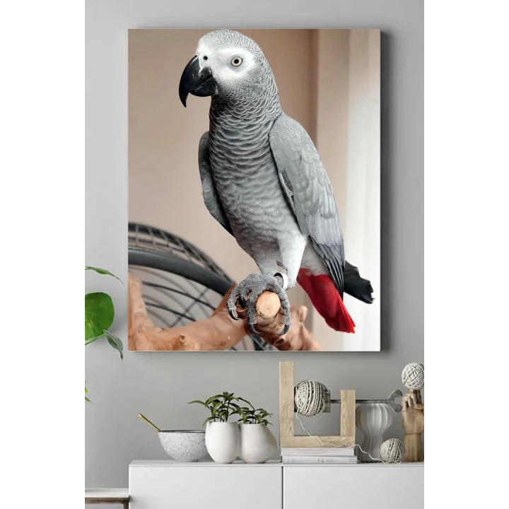 (pster17595) Papağan Hayvan Kanvas Tablo 2 40 x 60