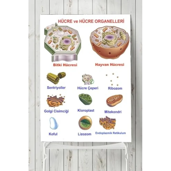 (pster3174) Hücre Eğitim Posteri 50x70 cm