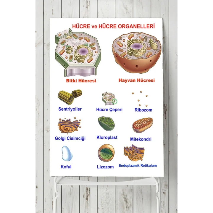 (pster3174) Hücre Eğitim Posteri 50x70 cm