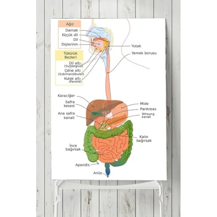 (pster3180) Sindirim Sistemi Eğitim Posteri