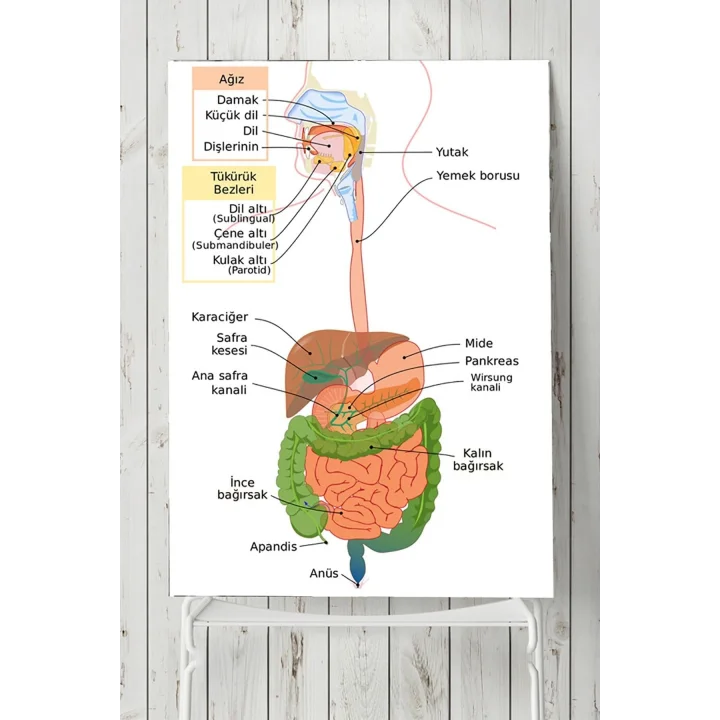 (pster3180) Sindirim Sistemi Eğitim Posteri