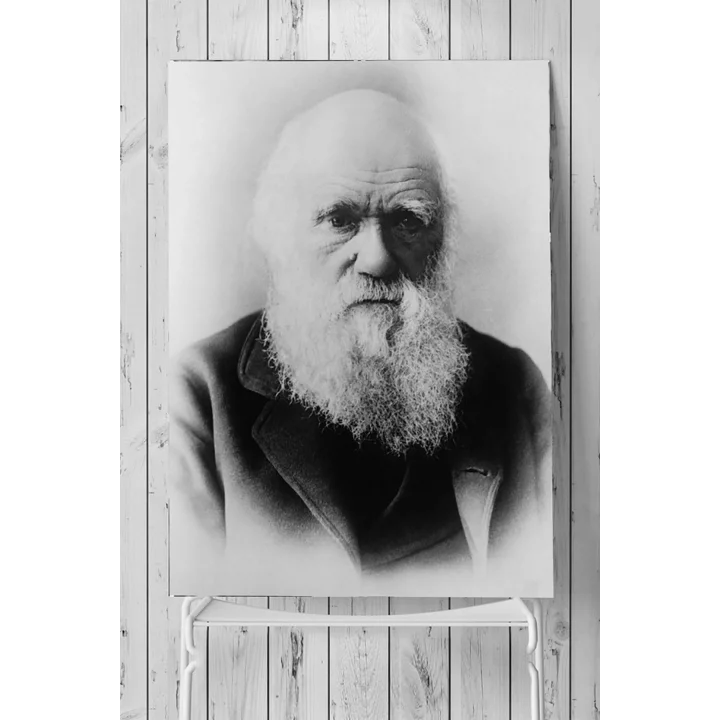 (pster3597) Darwin Bilimsel Poster 3 (40x60cm)