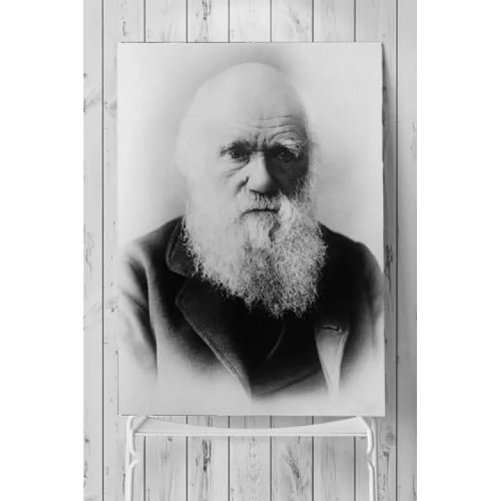 (pster3600) Darwin Bilimsel Poster 3 (80x115cm)