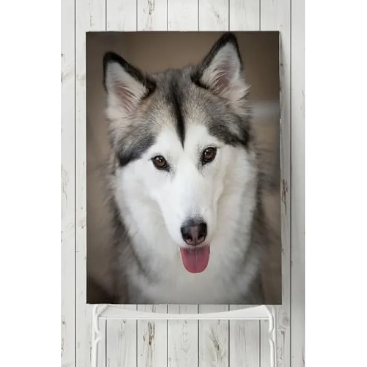 (pster4958) Husky Hayvan Posteri (80x115cm)