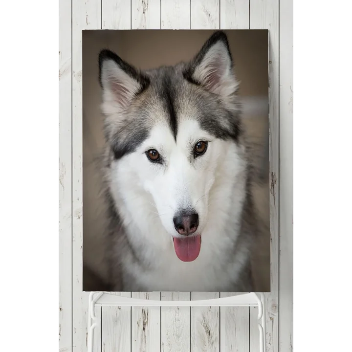 (pster4958) Husky Hayvan Posteri (80x115cm)