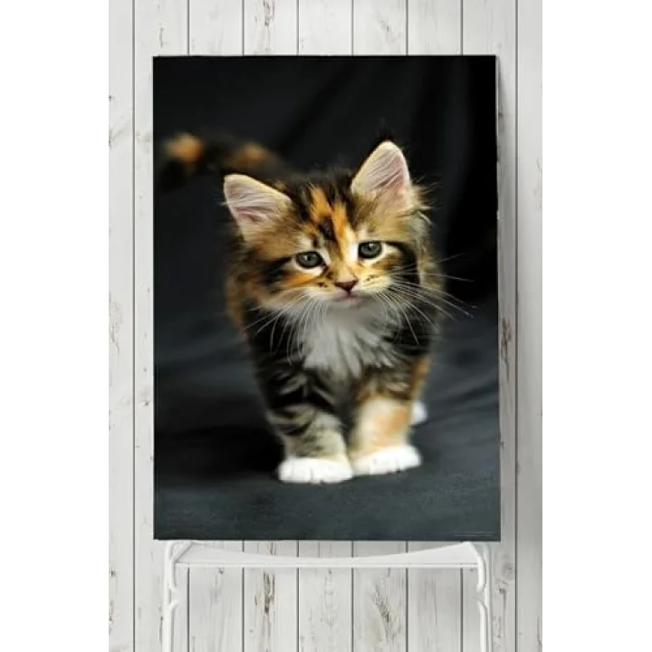 (pster5383) Kedi Hayvan Posteri 2 40x60cm