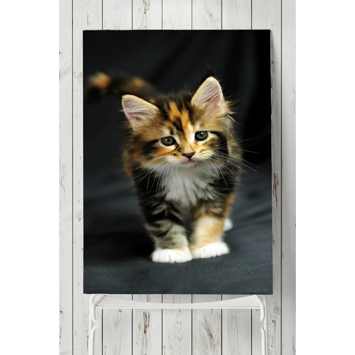 (pster5383) Kedi Hayvan Posteri 2 40x60cm