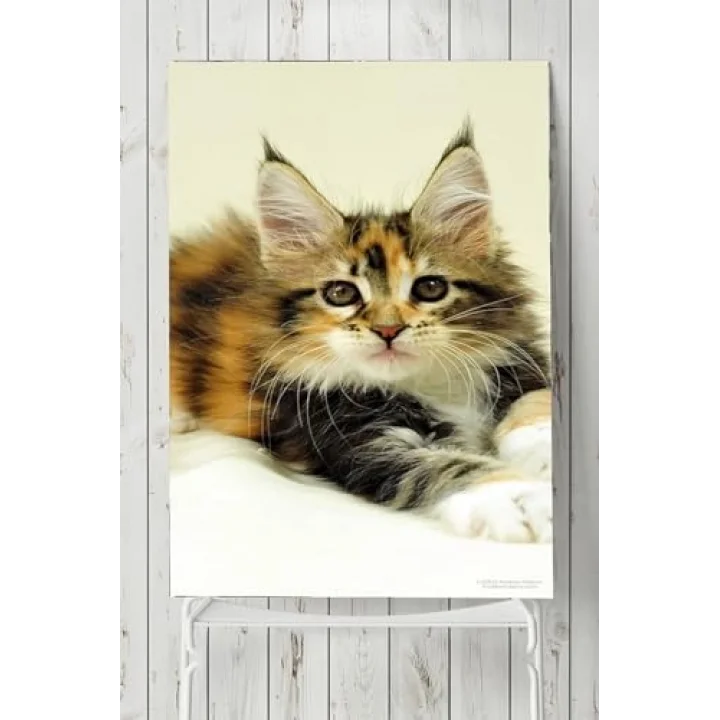 (pster5405) Kedi Hayvan Posteri 5 40x60 cm