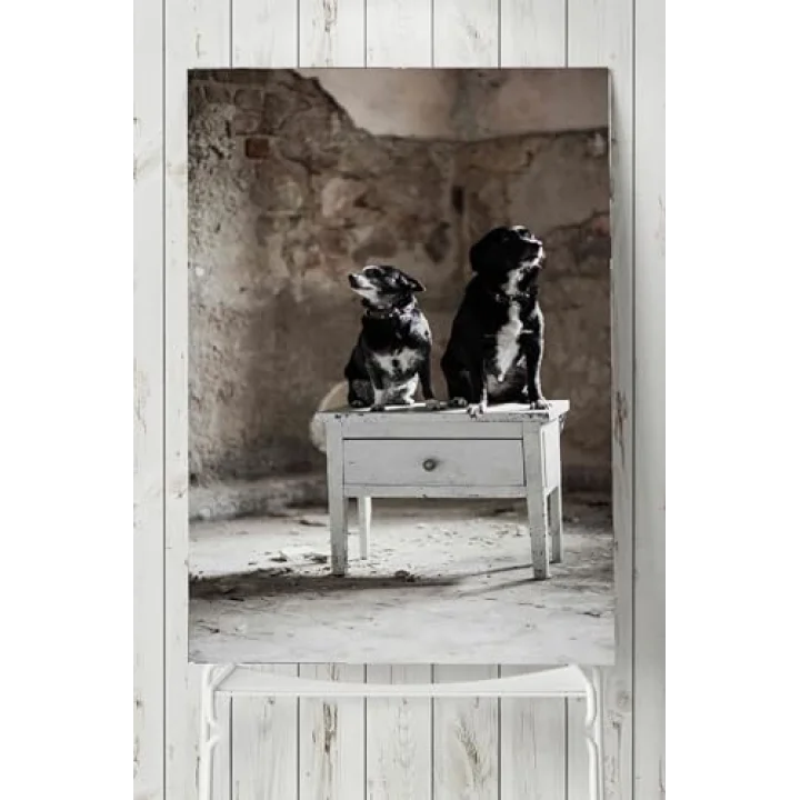 (pster5723) Köpek Hayvan Poster (60x90cm)