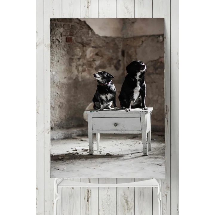 (pster5723) Köpek Hayvan Poster (60x90cm)