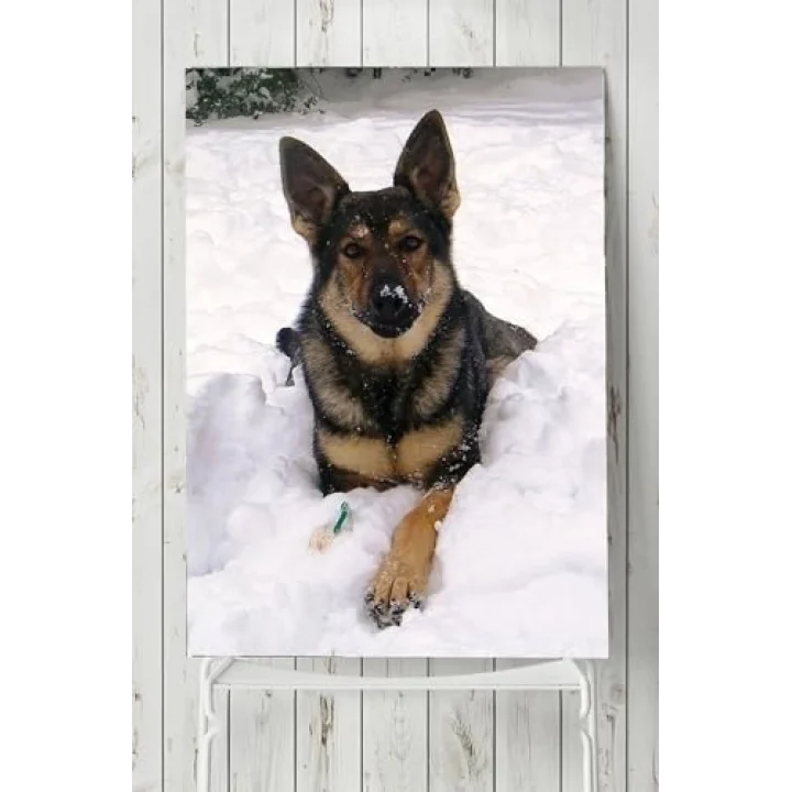 (pster5865) Kurt Köpeği Hayvan Posteri 50x70 cm