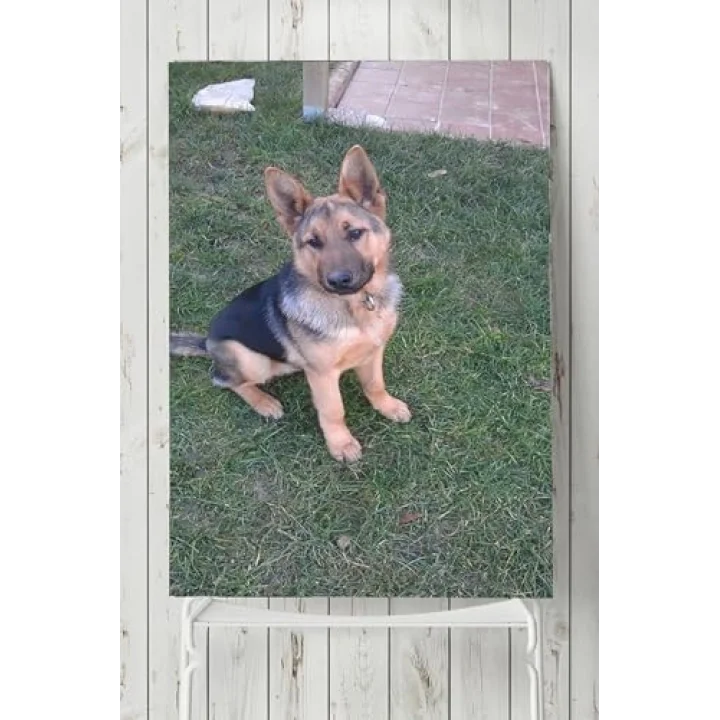 (pster5872) Kurt Köpeği Hayvan Posteri 70x100 cm