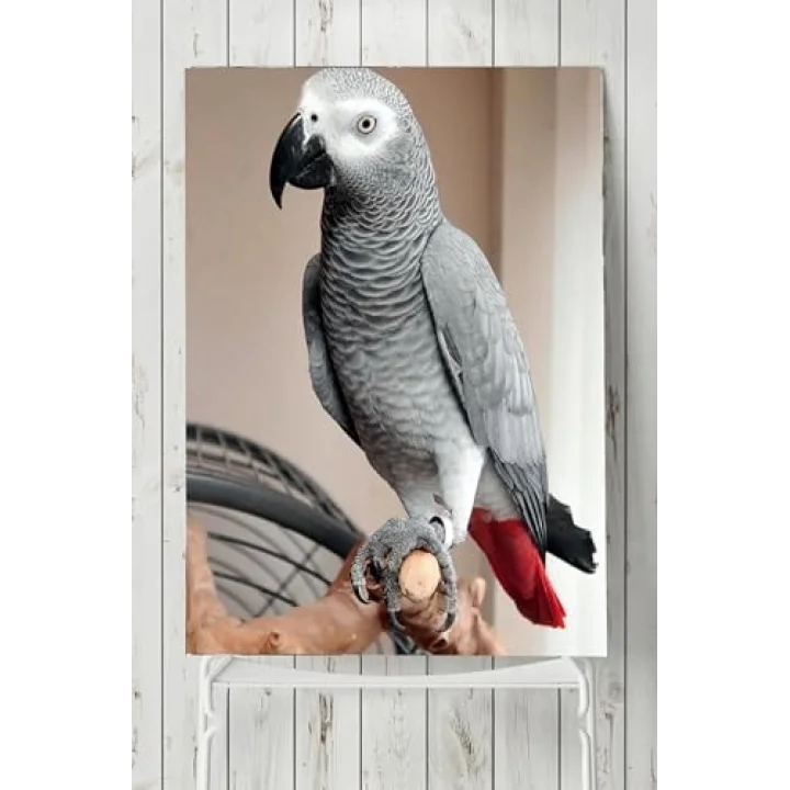 (pster7591) Papağan Hayvan Posteri 40x60 cm