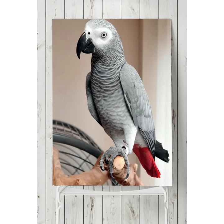 (pster7591) Papağan Hayvan Posteri 40x60 cm