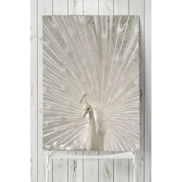 (pster8750) Tavus Kuşu Hayvan Posteri