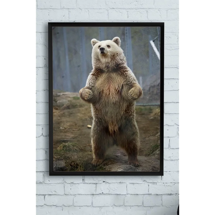 (pster9983) Ayı Hayvan Çerçeveli Tablo 3 (50x70cm)