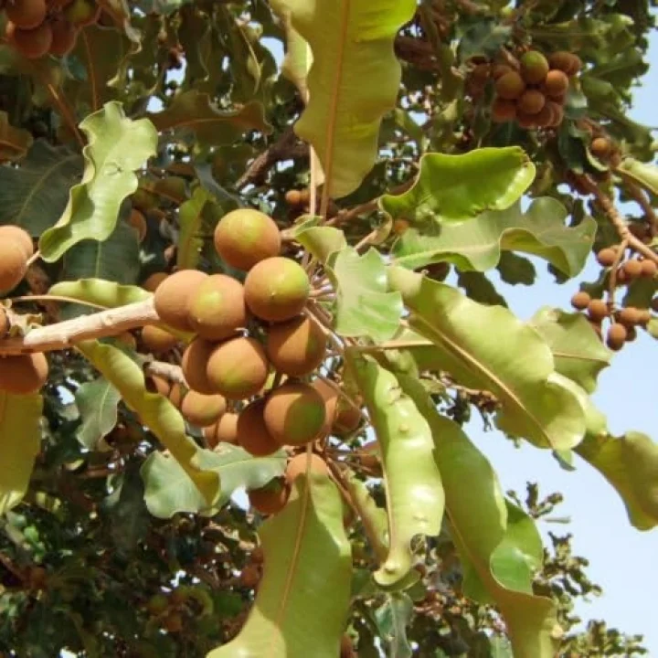 Radika Aromaterapi SHEA BUTTER (KARİTE YAĞI) - ORGANİK - SOĞUK SIKIM 100 gr.