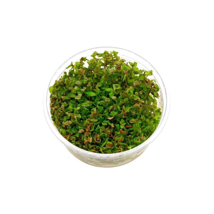Rotala Macrandra In Vitro 200cc Canlı Bitki