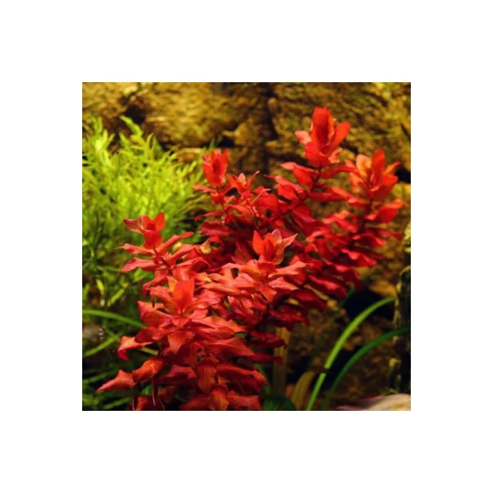 Rotala Macrandra In Vitro 200cc Canlı Bitki