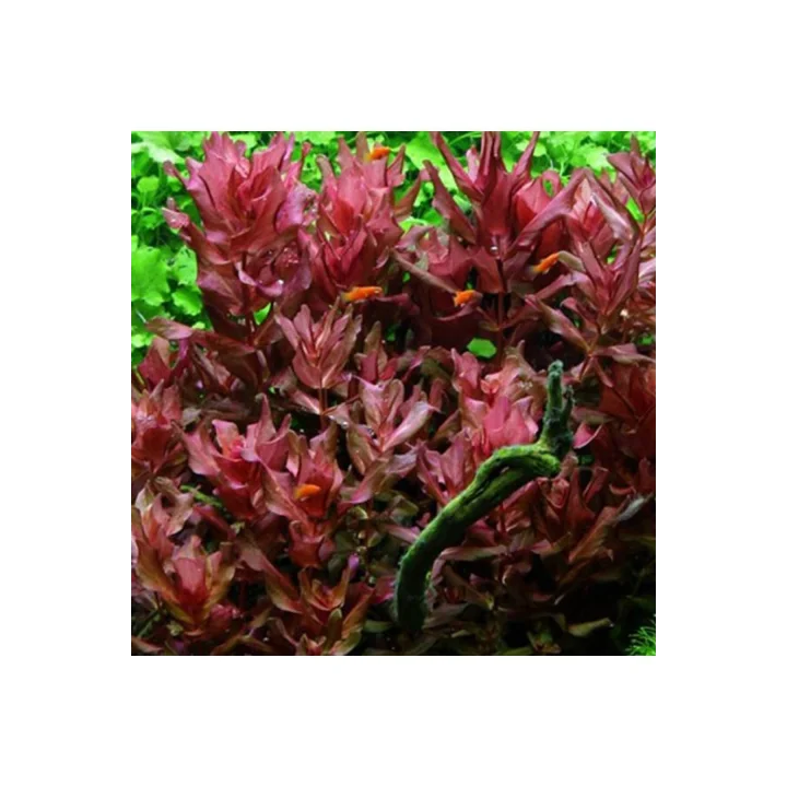 Rotala Macrandra In Vitro 200cc Canlı Bitki