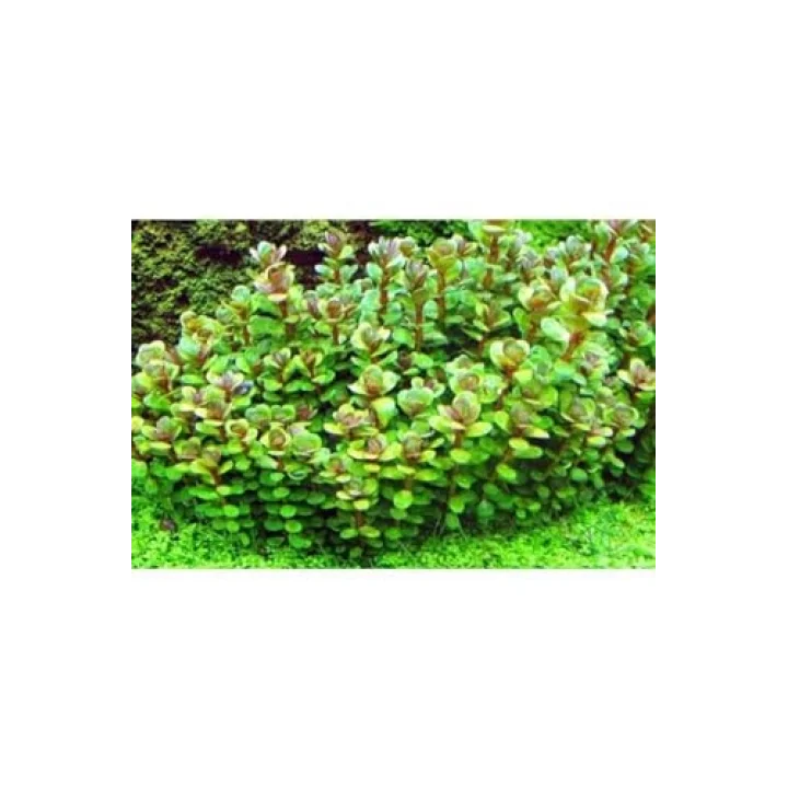 Rotala Sp Bonsai Saksı Canlı Bitki