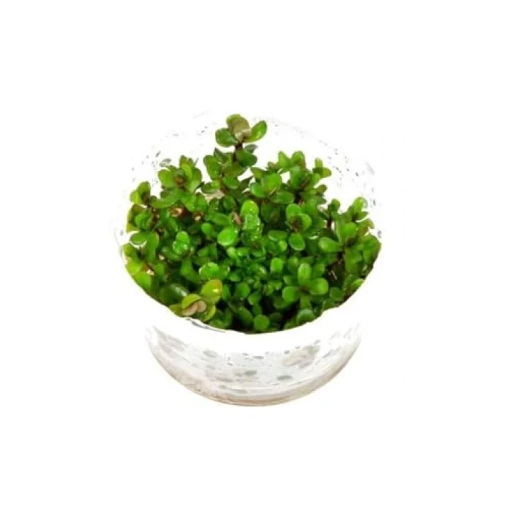 Rotala Sp Bonsai Saksı Canlı Bitki