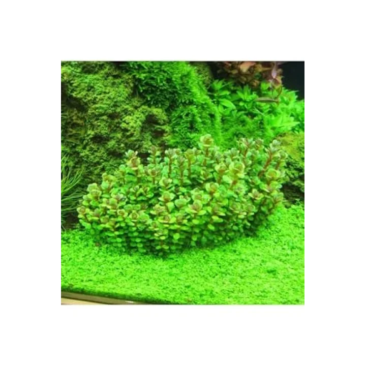 Rotala Sp Bonsai Saksı Canlı Bitki