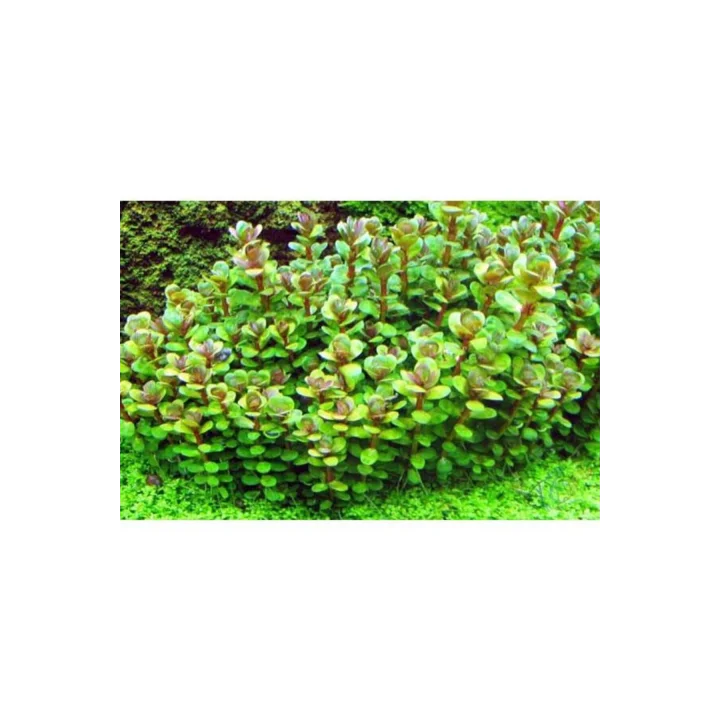 Rotala Sp Bonsai Saksı Canlı Bitki