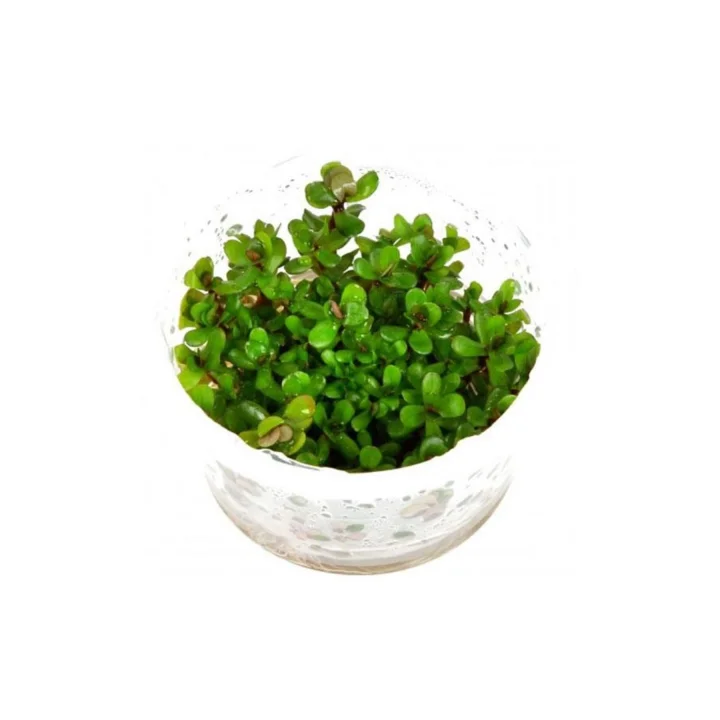Rotala Sp Bonsai Saksı Canlı Bitki