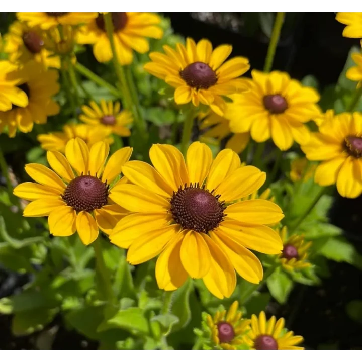 Rudbekya Çiçeği Tohumu (Dalgalı Bodur) Sarı Kırmızı Renkli - 5 Tohum