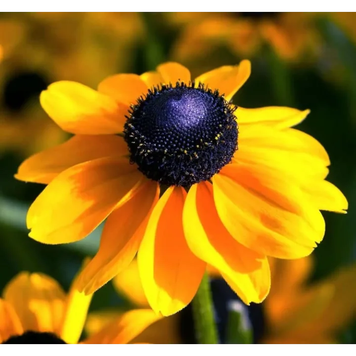 Rudbekya Çiçeği Tohumu (Dalgalı Bodur) Sarı Kırmızı Renkli - 5 Tohum