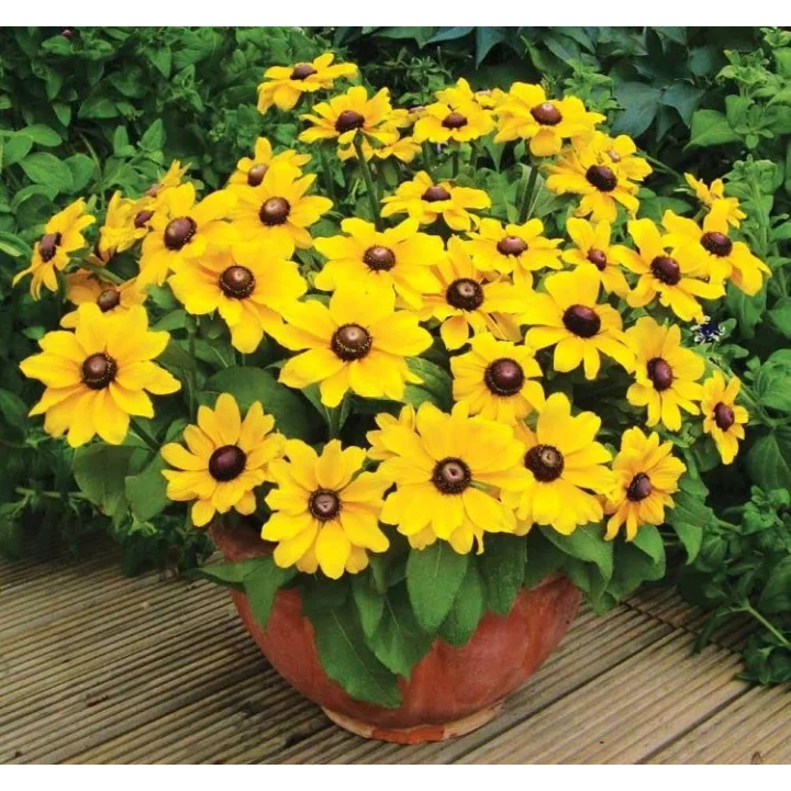 Rudbekya Çiçeği Tohumu (Dalgalı Bodur) Sarı Kırmızı Renkli - 5 Tohum