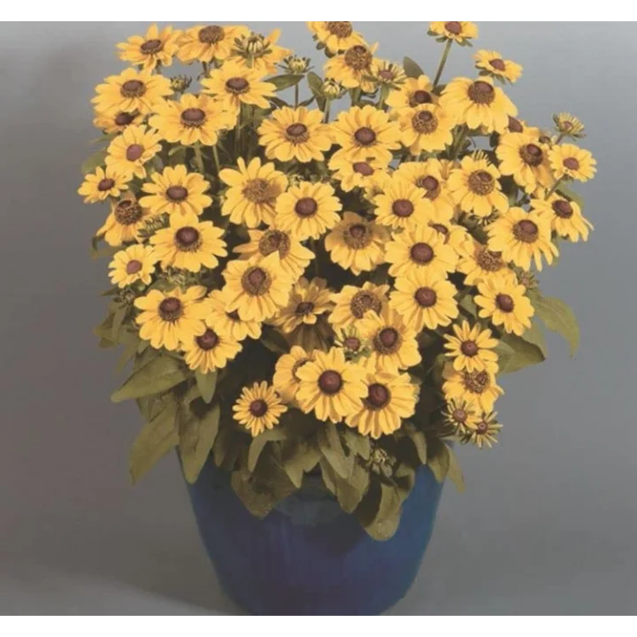 Rudbekya Çiçeği Tohumu (Dalgalı Bodur) Sarı Kırmızı Renkli - 5 Tohum