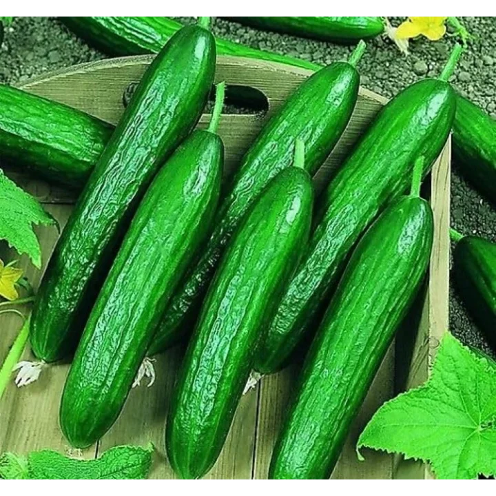 SALATALIK BEITH ALPHA İTHAL (ÇOKLU TOHUM) - 5 Gram