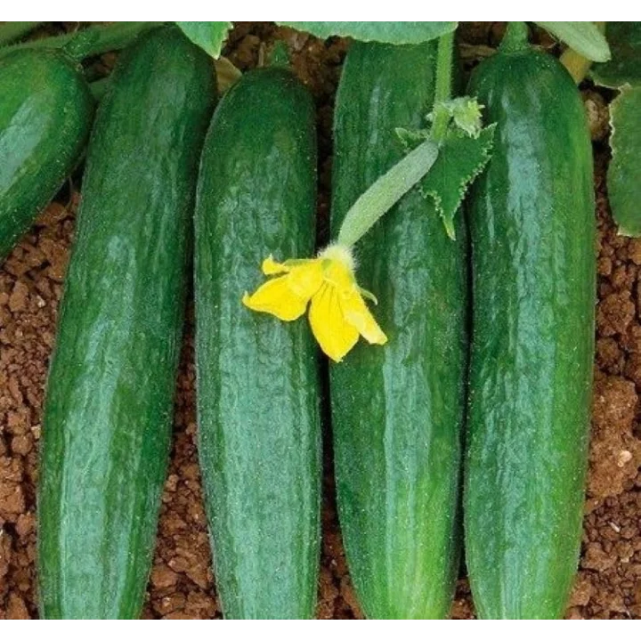 SALATALIK BEITH ALPHA İTHAL (ÇOKLU TOHUM) - 5 Gram