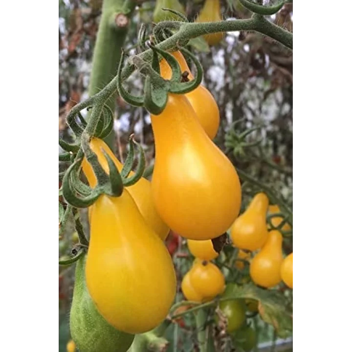 Sarı Ampul Domates Tohumu 35 Adet