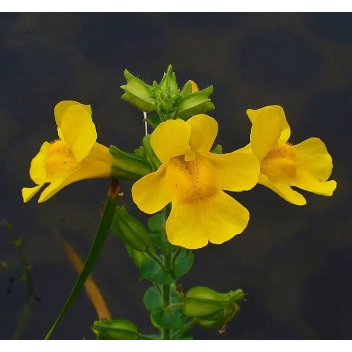 Sarı Mimulus Misk Çiçeği F1 Tohumu (30 Tohum)