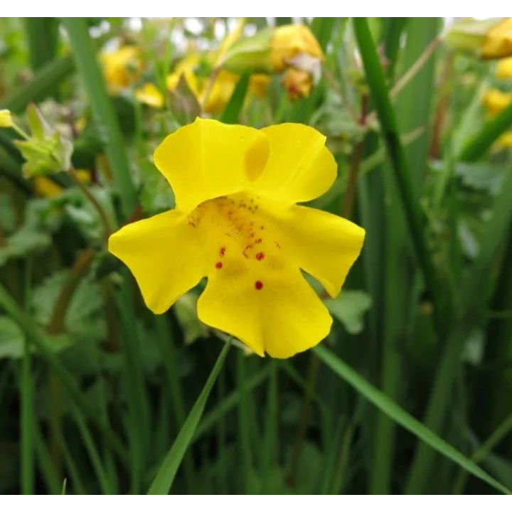 Sarı Mimulus Misk Çiçeği F1 Tohumu (30 Tohum)