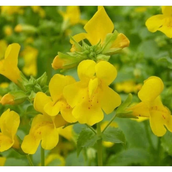 Sarı Mimulus Misk Çiçeği F1 Tohumu (30 Tohum)