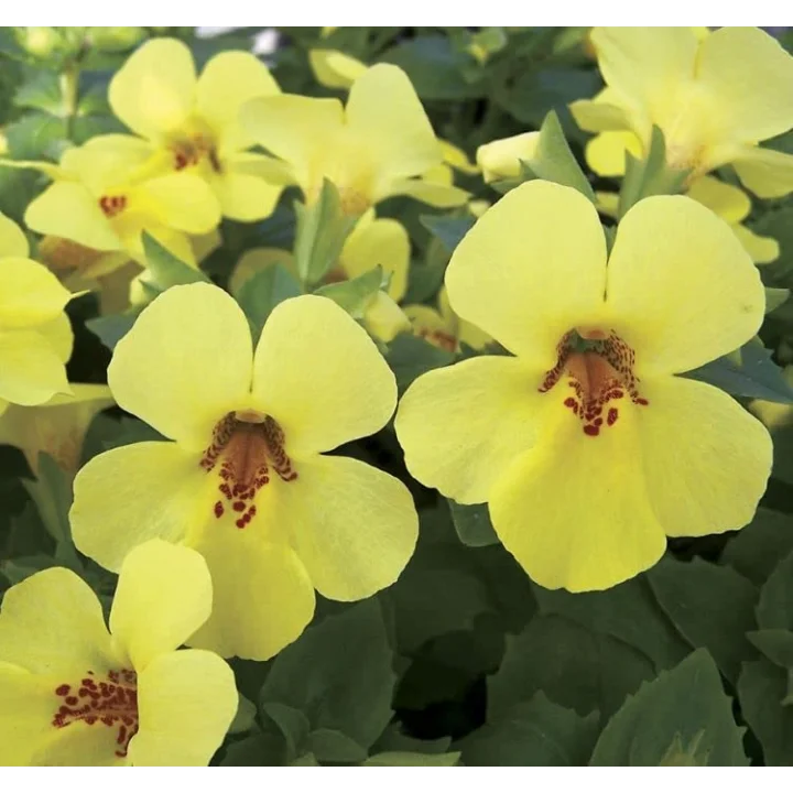 Sarı Mimulus Misk Çiçeği F1 Tohumu (30 Tohum)