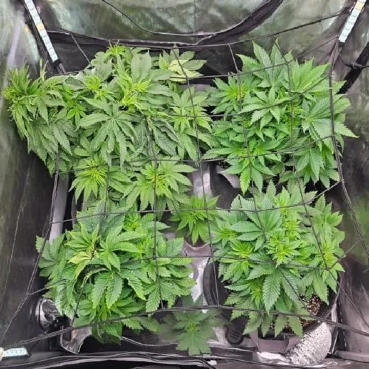 Scrog file, bitki yetiştirme ağı, (150 x 150 cm) elastik kafes ağı, 6 kancalı, elastik ağ kafesi, bitki yetiştirme çadırı, iç mekan bitkisi, hidroponik yetiştirme odası, elastik file