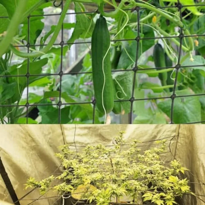 Scrog file, bitki yetiştirme ağı, (150 x 150 cm) elastik kafes ağı, 6 kancalı, elastik ağ kafesi, bitki yetiştirme çadırı, iç mekan bitkisi, hidroponik yetiştirme odası, elastik file