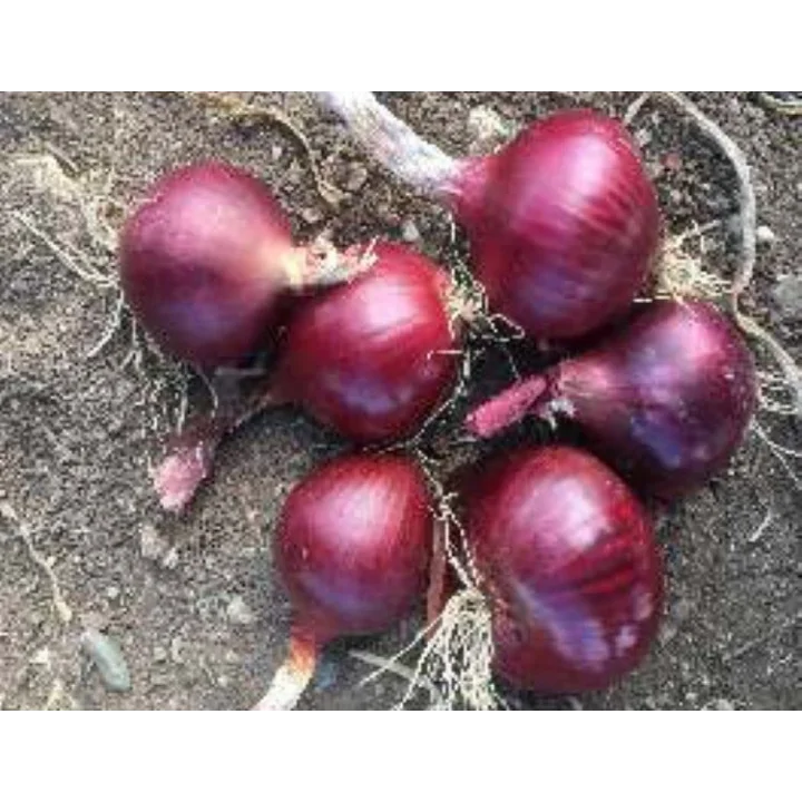 Soğan Yekta Tohumu - Aksel 10 gr