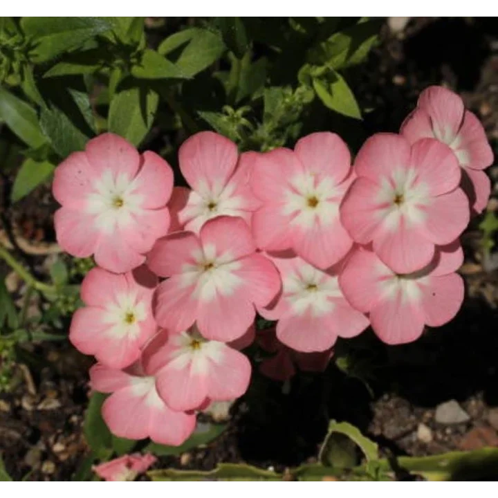 Somon Floks F1 Tohumu (25 Tohum)