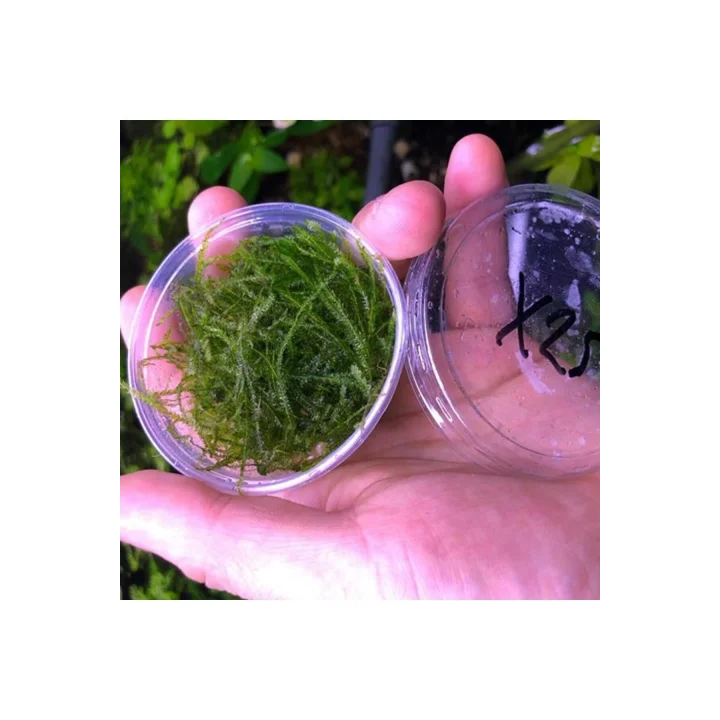 Spiky Moss Kutu Canlı Bitki