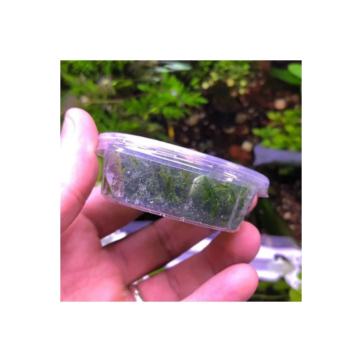 Spiky Moss Kutu Canlı Bitki