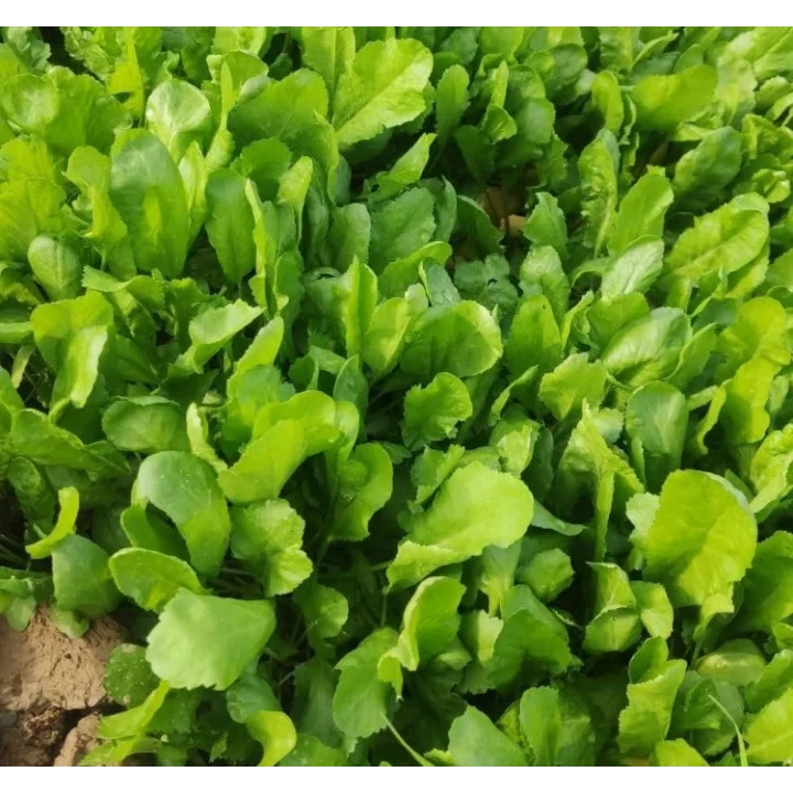 TERE İNCE (ÇOKLU TOHUM) - 10 Gram