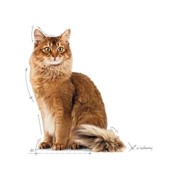Ultra Light Diyet Yetişkin Kedi Maması 85 Gr