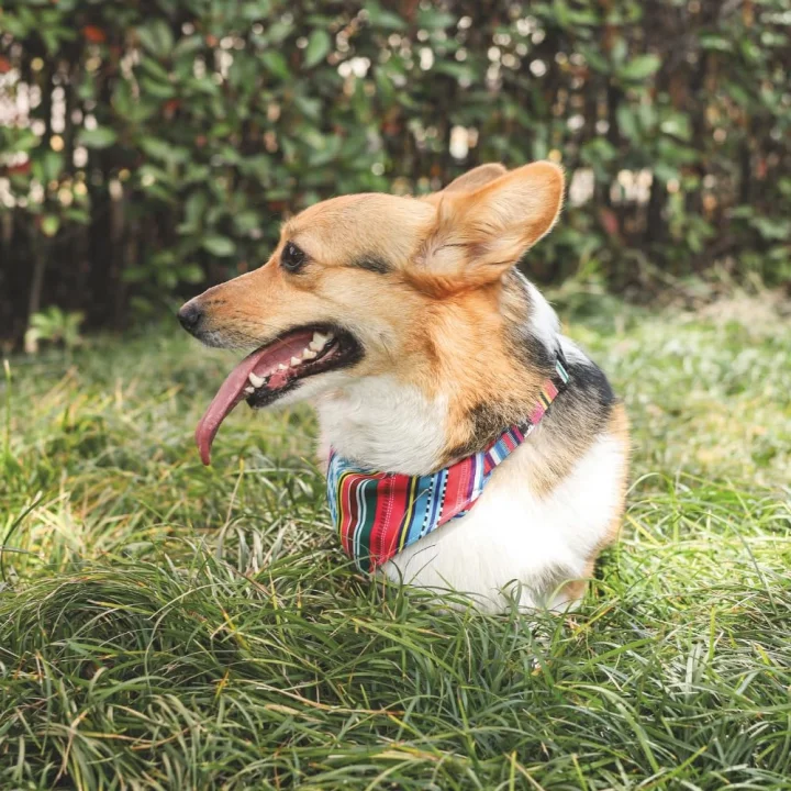URBAN STYLE JAZZ STRIPES BANDANA COLLAR (S)