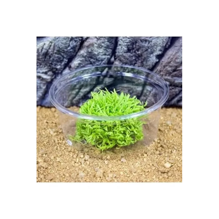 Utricularia Graminifolia In Vitro Canlı Bitki